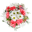 A radiant tribute to Wealdstone's community warmth, this bouquet glows with the vivid contrast of snowy daisies and coral-pink carnations. Arranged in a carefully balanced circle, each flower is placed to share the bouquet's abundant beauty from every angle-much like the gardens that bring neighbours together in North West London. Central daisies beam with crisp, sunlit white and zingy lime centres, surrounded by plush carnations whose textured petals add richness and joyous colour. Wisps of white baby's breath rest between, weightless as morning mist, while subtle alstroemeria and eucalyptus foliage lend a fresh, calming note reminiscent of local green spaces like Byron Recreation Ground. The combination evokes both celebration and gentle reassurance, making this the perfect choice for sending a birthday surprise, a thank-you, or a cheery lift to someone's day with Flowers Wealdstone. Set against a pure white background, every detail shines-testament to the craftsmanship and local knowledge that defines true neighbourhood floristry.