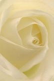 This close perspective pulls you into the gentle embrace of an ivory rose, its petals unfolding like a quiet morning in Wealdstone-a soft promise before the day begins. Each petal is delicate, nearly translucent at the edges, curling gracefully inwards as if to protect the flower's heart. Shadows settle softly between layers of cream and white, bestowing a sense of depth and quiet reverence. There's tranquility here-the kind that marks moments of reflection, empathy, or new beginnings shared across the local community. To the skilled florists in Wealdstone, this rose is pure and conveying, perfect for tributes of sympathy, thoughtful admiration, or to celebrate milestones from Belmont Circle to Kenton Lane. The imagined scent is sweet and airy, lingering like a fond memory. This rose, expertly arranged and delivered with care throughout Wealdstone, speaks to the subtle artistry and gentle compassion behind every arrangement chosen for those most meaningful occasions.